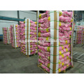 China fresh garlic price in Shandong province